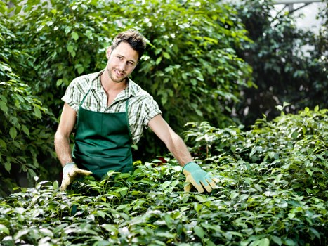 Crew trimming hedges in a Muswell Hill semi