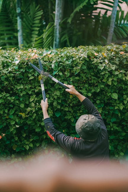 A person wearing a dark long-sleeved shirt and a grey hat is trimming a well-maintained hedge with long-handled hedge shears in a lush garden. The hedge, composed of dense, small green leaves, runs ho